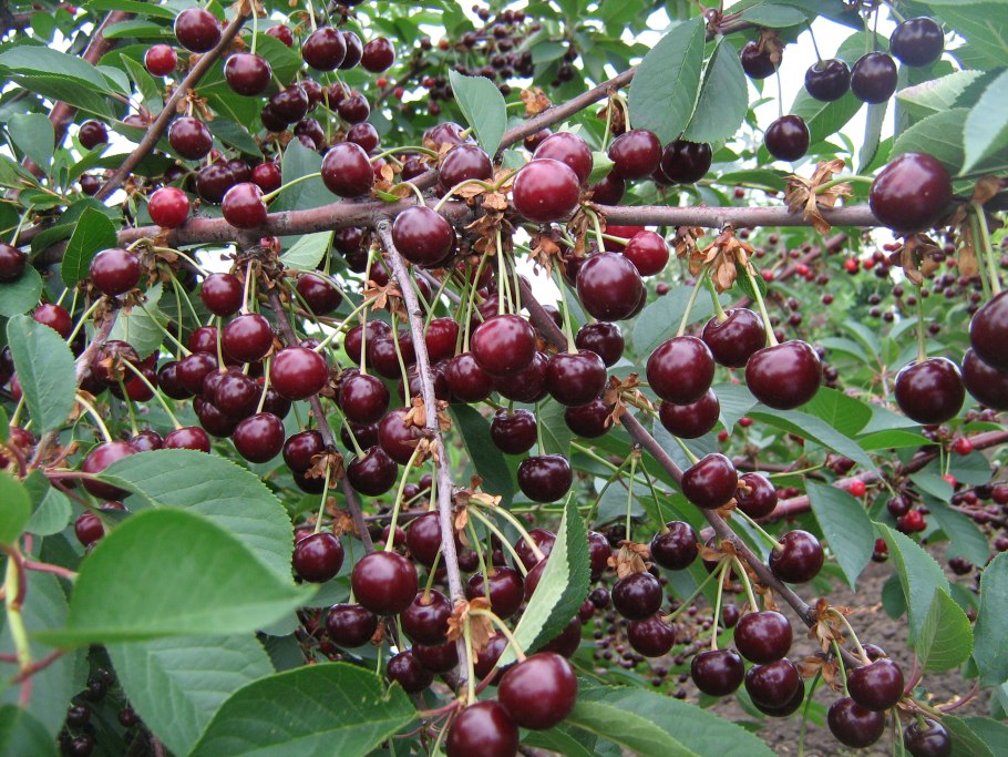 Черешня колоновидная Хелена