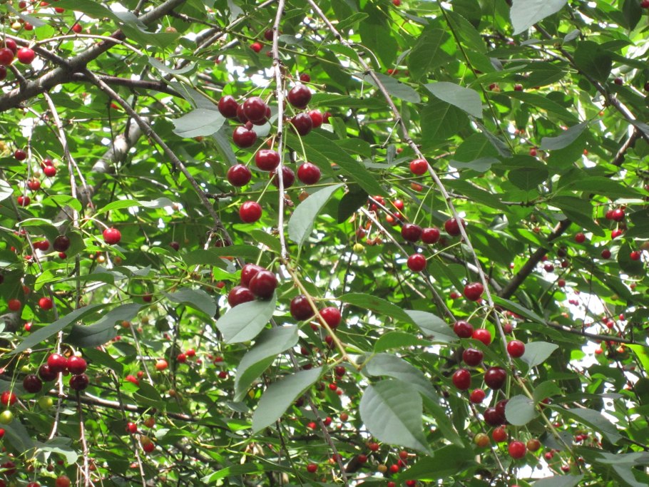 Черри вишня дерево