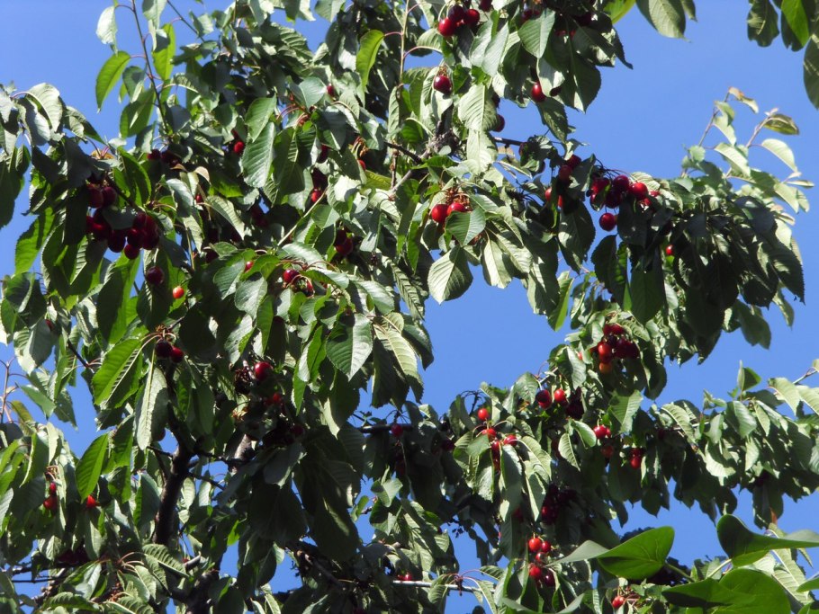 Низкорослые вишня плодовые деревья