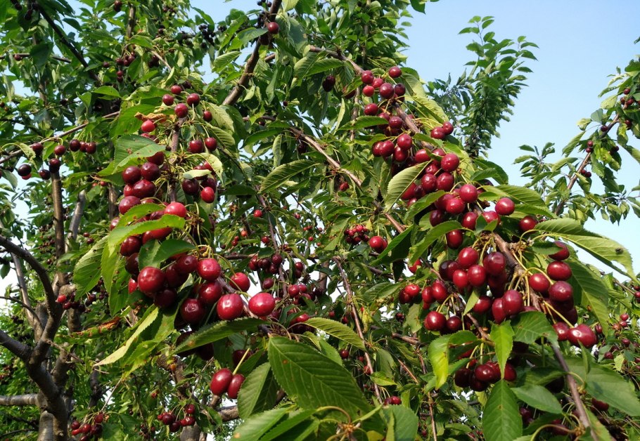 Дикая черешня дерево