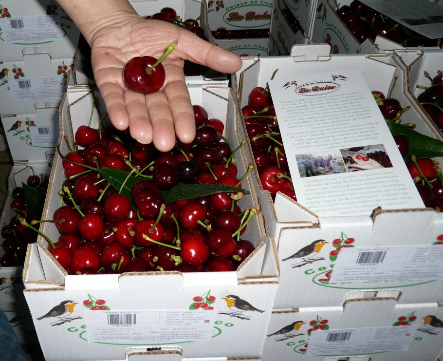 Вишня плодовая дерево