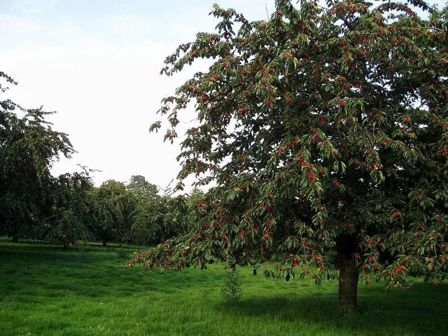 Черешня Овстуженка дерево