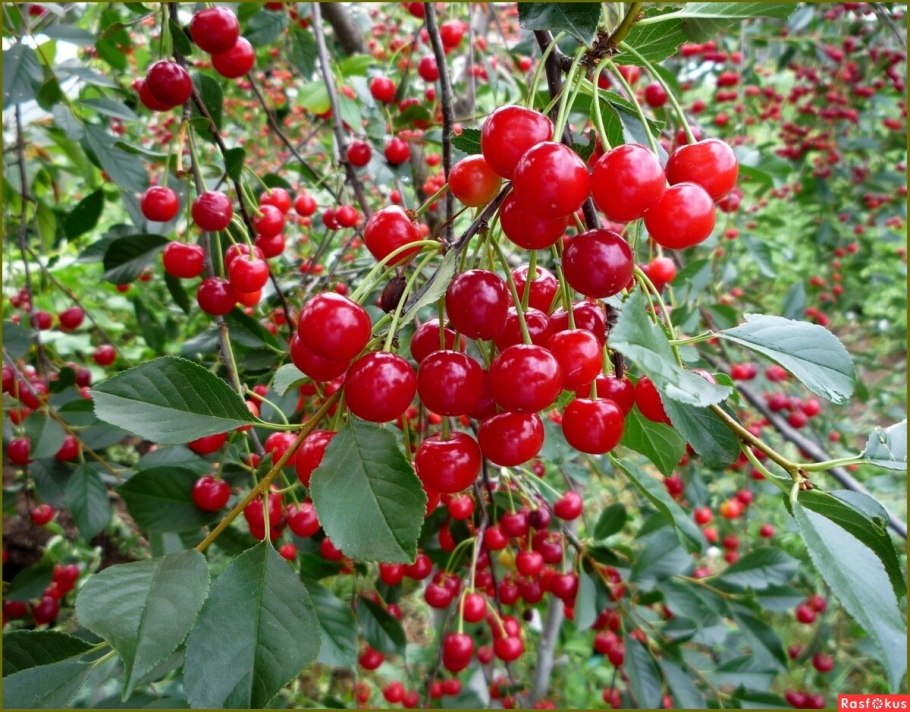 Черешня сады Узбекистана