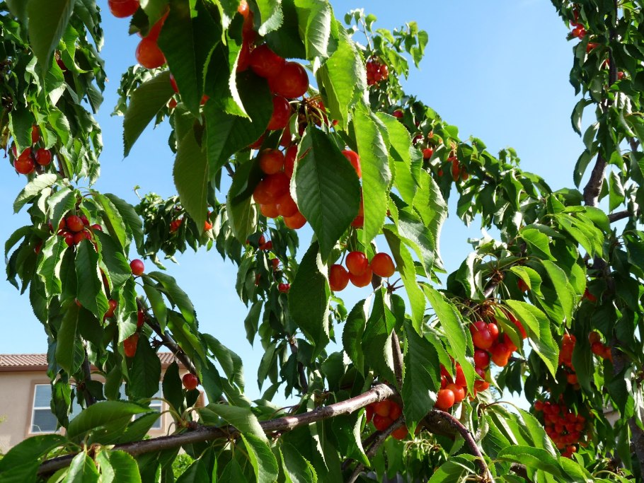 Пирамидальная крона яблони