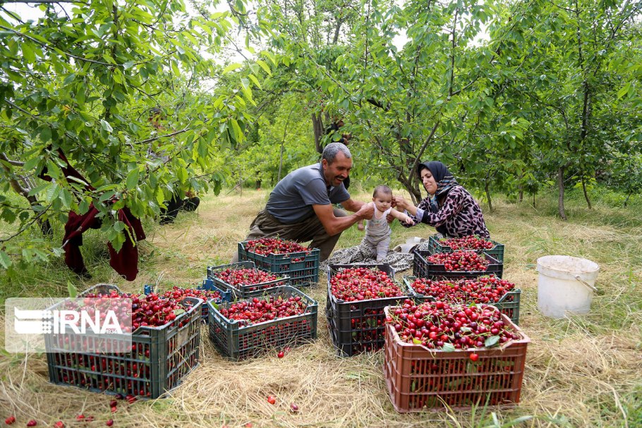 Сорт черешни Бурлат