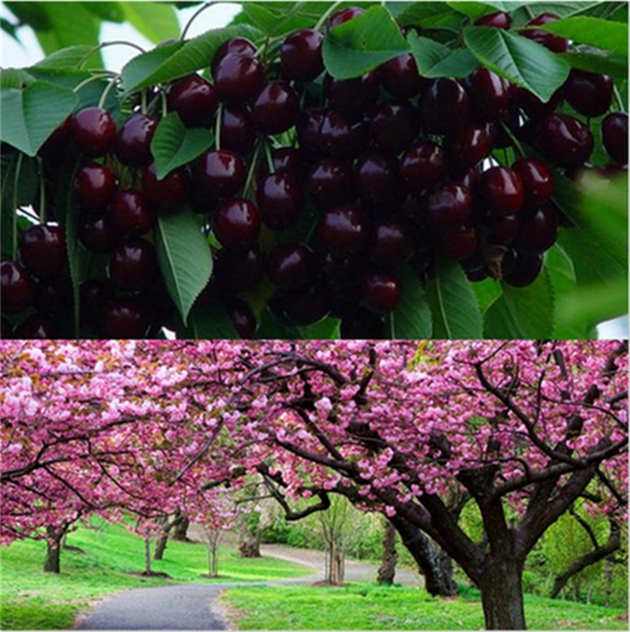 Черевишня Спартанка