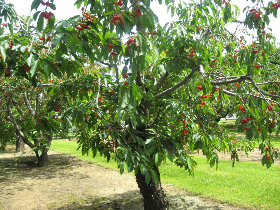 Деревья черешни красивые