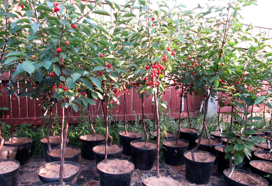 Черешня во дворе на дереве