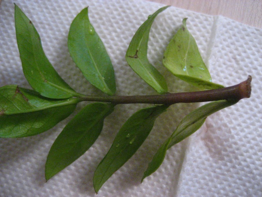 Замия и замиокулькас разница