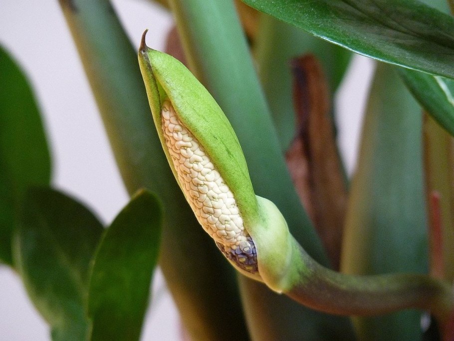 Виды замиокулькаса