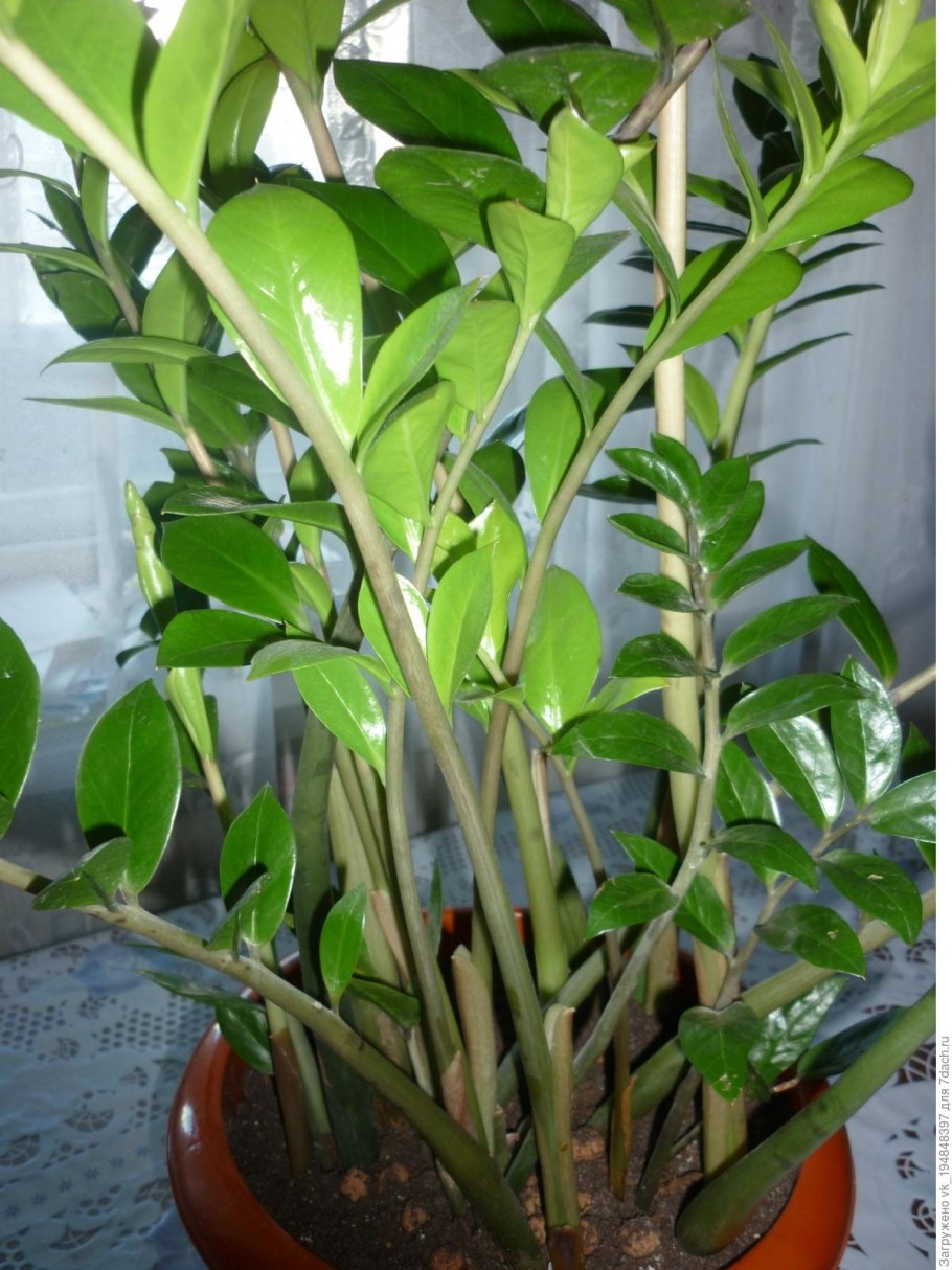 Замиокулькас пушистый