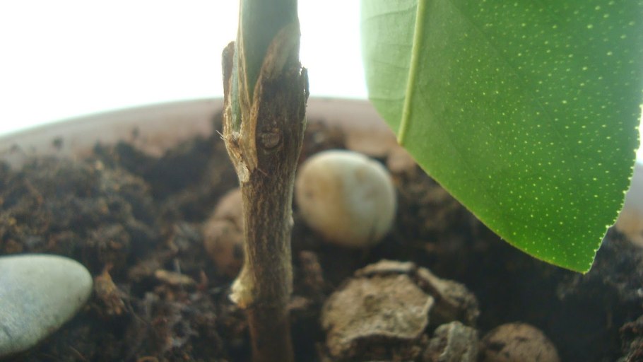 Бурая пятнистость фикус каучуконосный