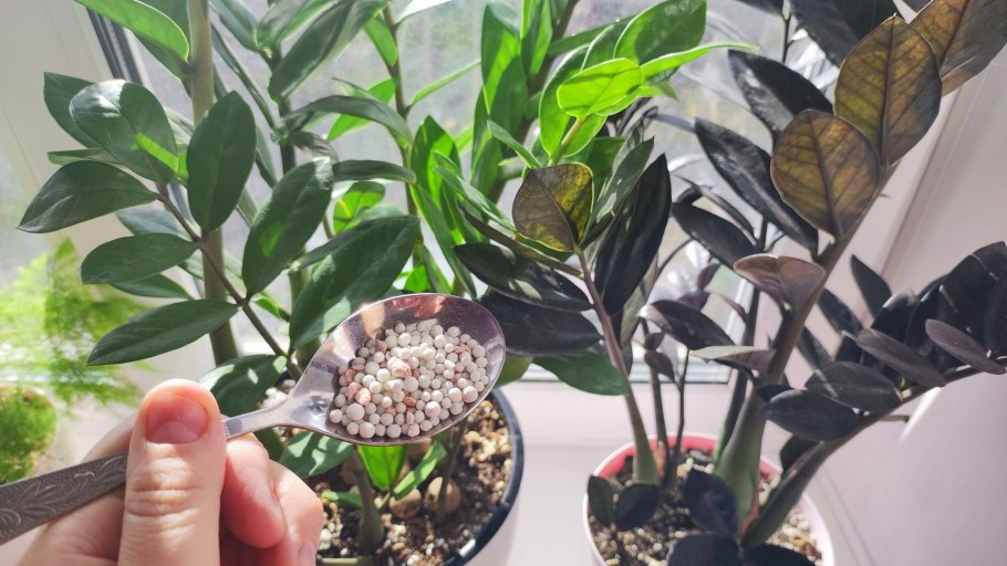 Хлороз на замиокулькас