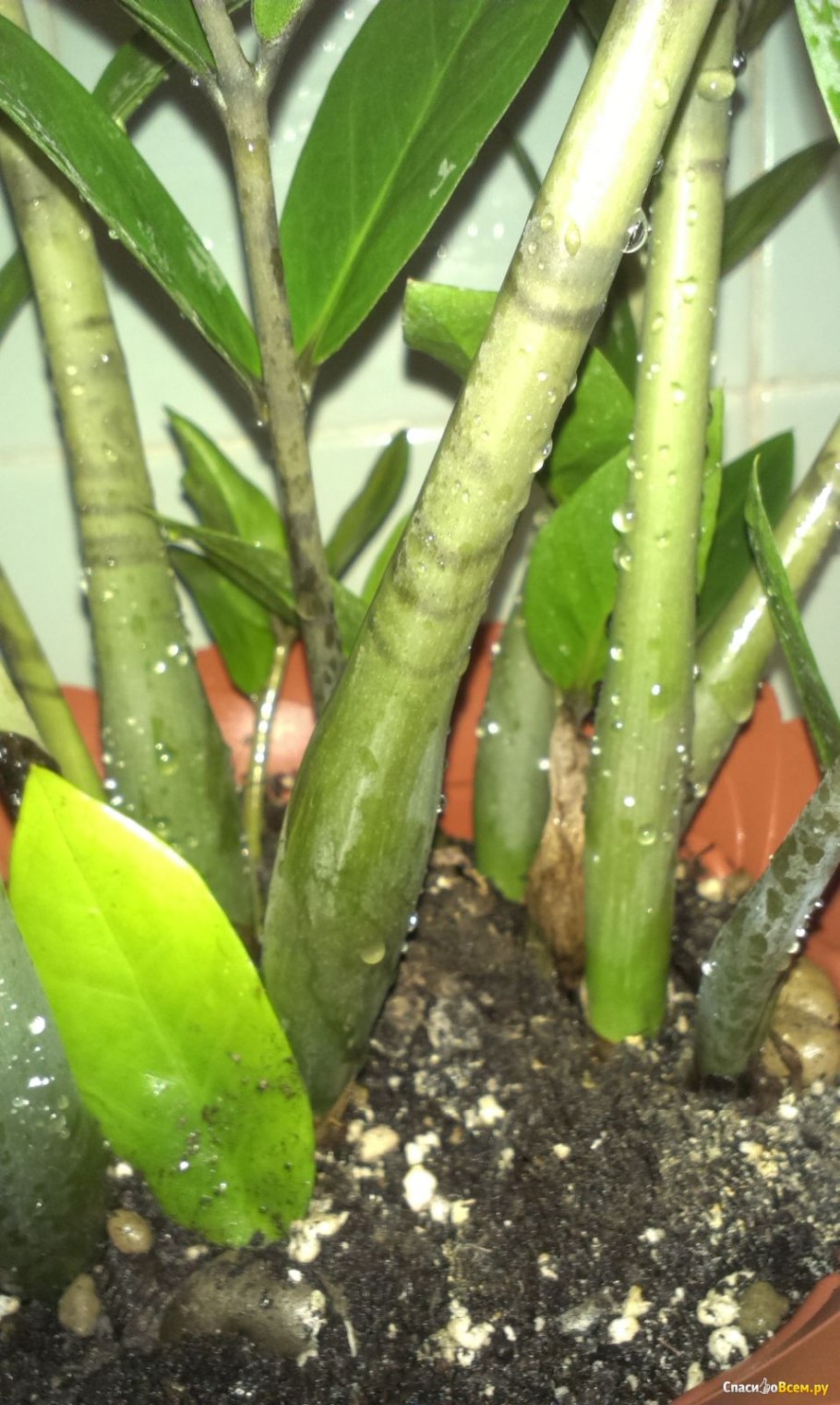 Замиокулькас трипсы