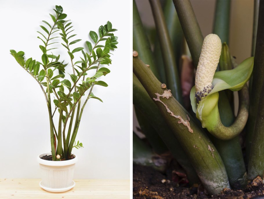 Замиокулькас 1980