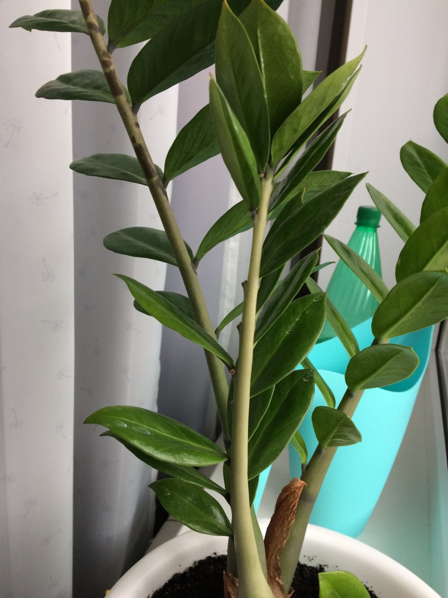 Хлороз на замиокулькас