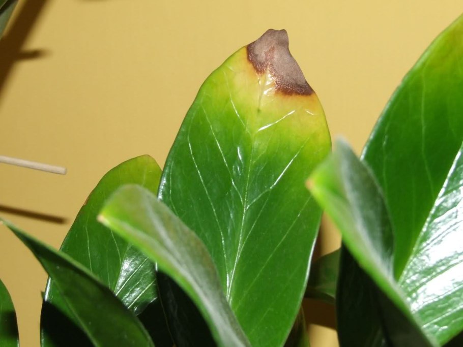 Лист замиокулькаса на белом фоне