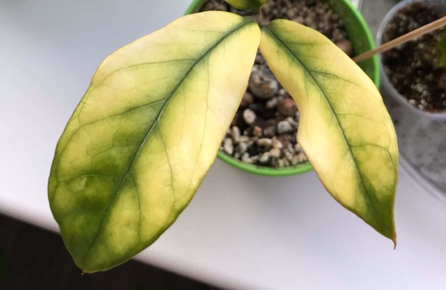 Хлороз на замиокулькас