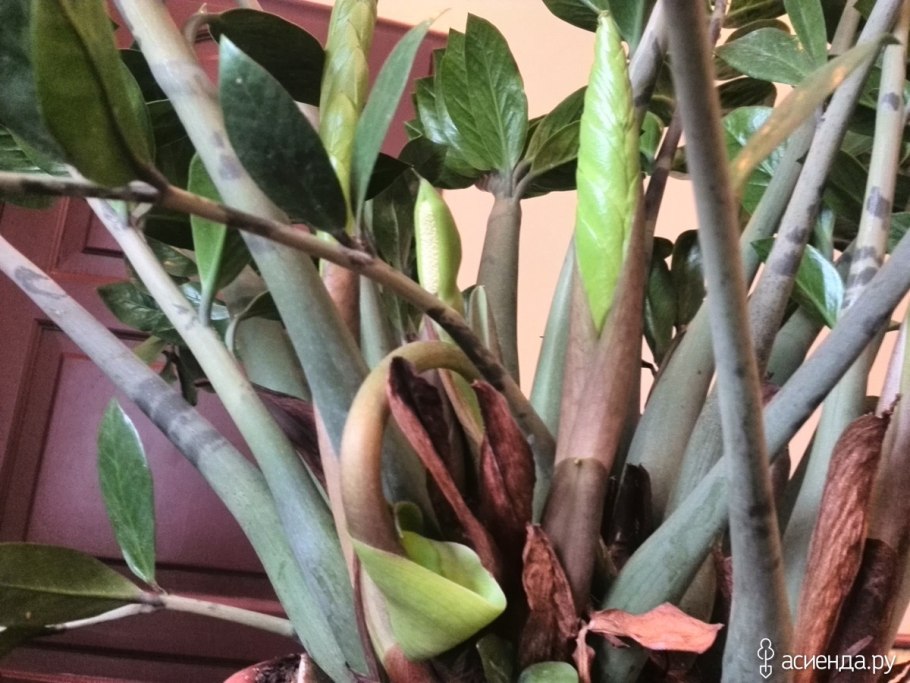 Замиокулькас зизи