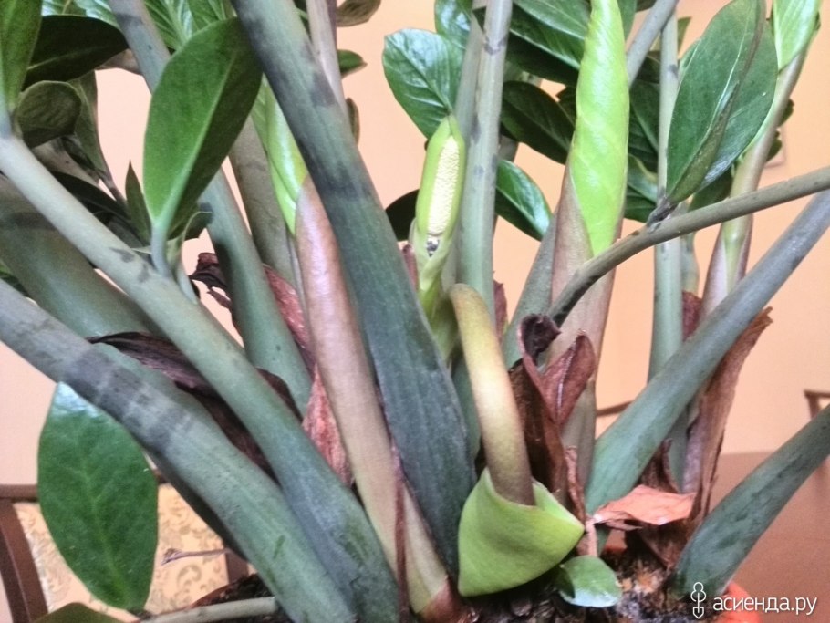 Замиокулькас щитовка