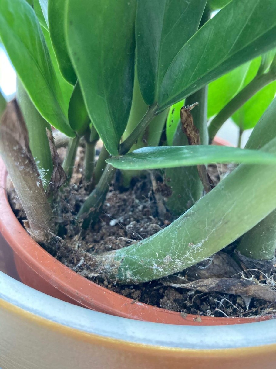 Фикус каучуконосный щитовка