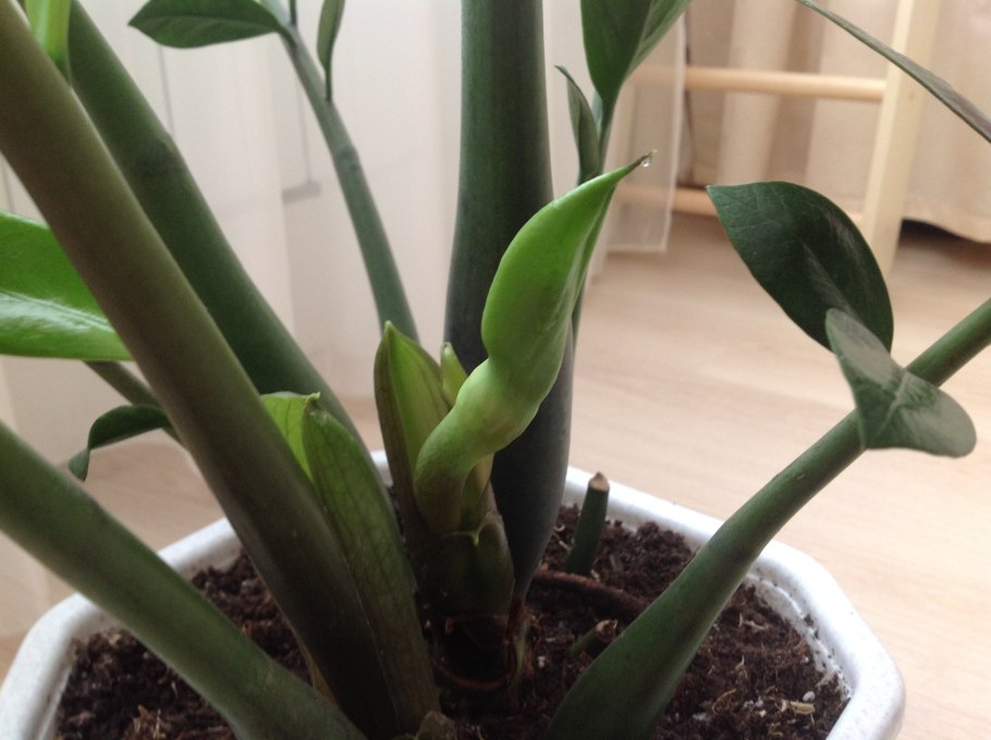 Замиокулькас пожелтел