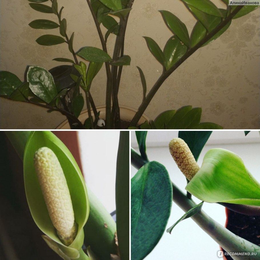 Какая земля нужна для долларового дерева