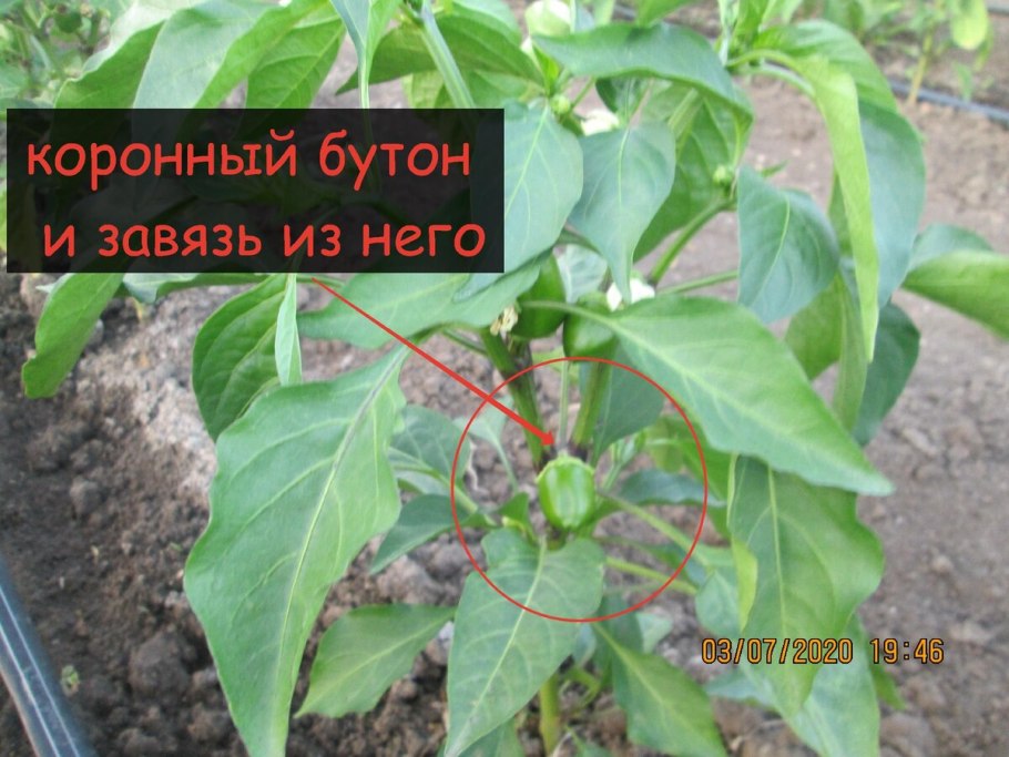 Что такое Королевский бутон на перце