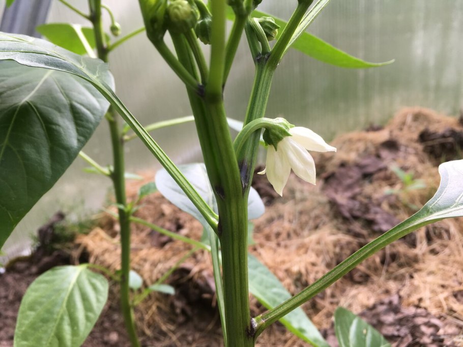 Коронный цветок у перца