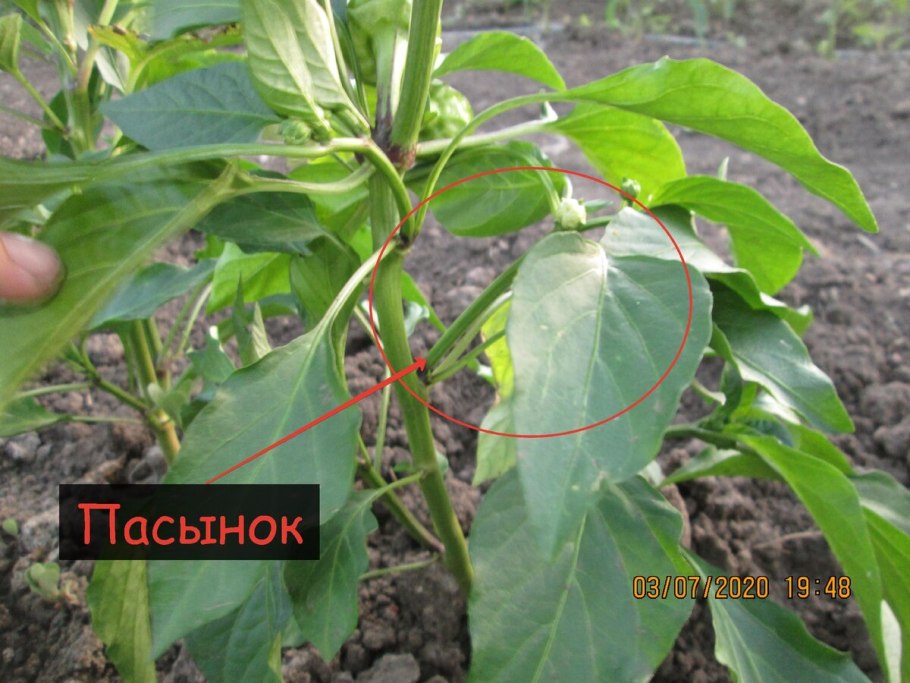 Что такое Королевский бутон на перце