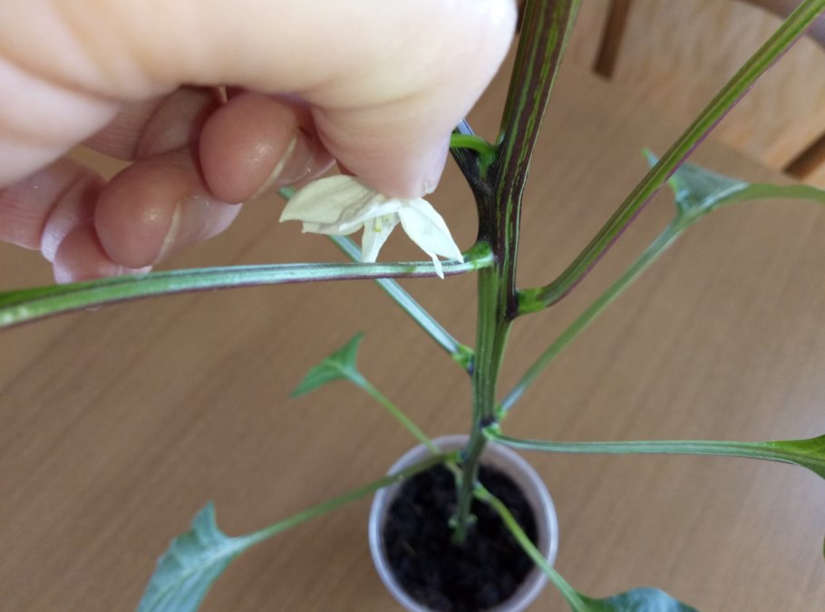 Болгарский перец завязи перца