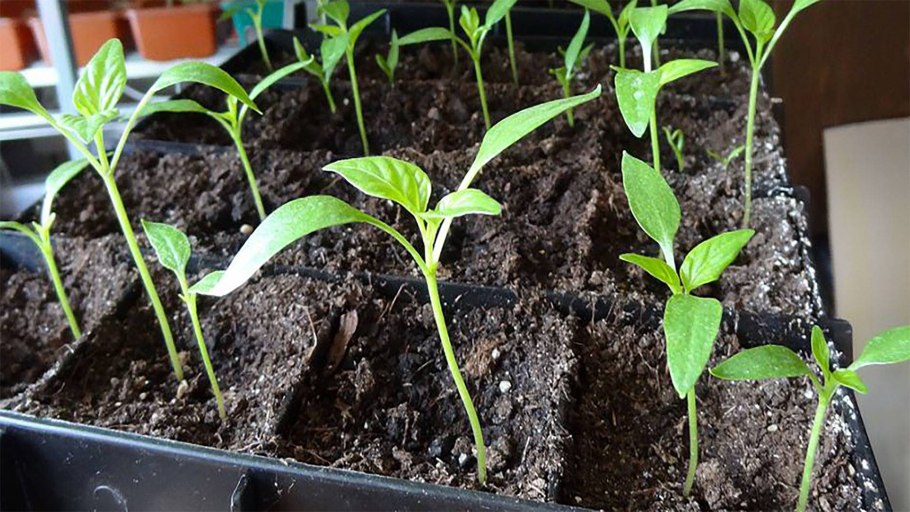 Перец листва