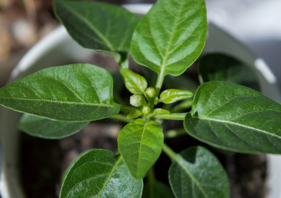 Прорастание семян Боба