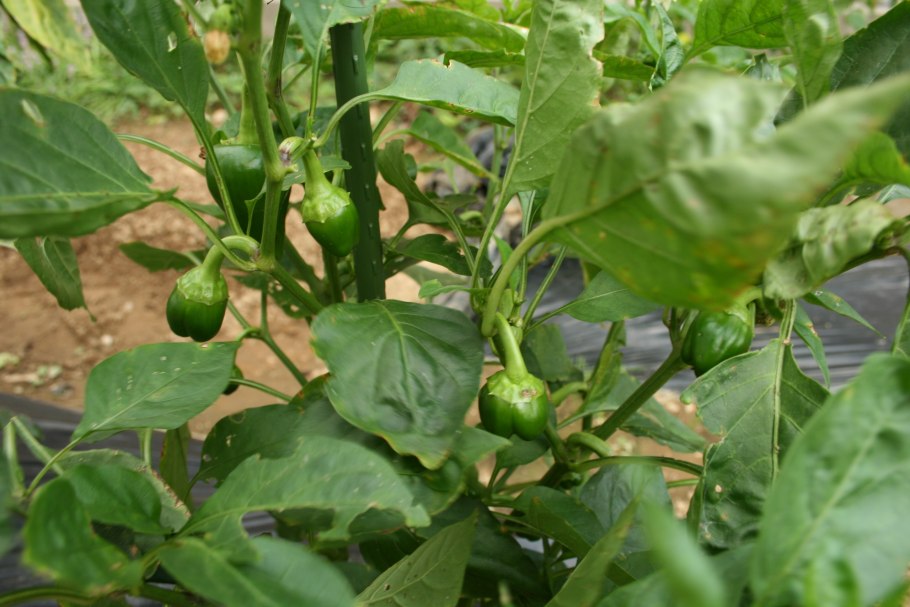 Перец рассада цветение