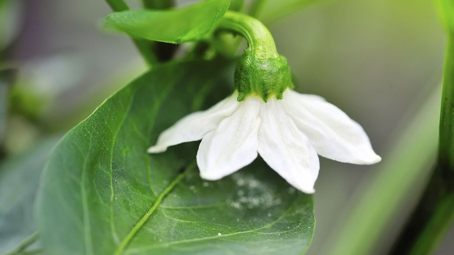 Формировка перца в открытом грунте схема