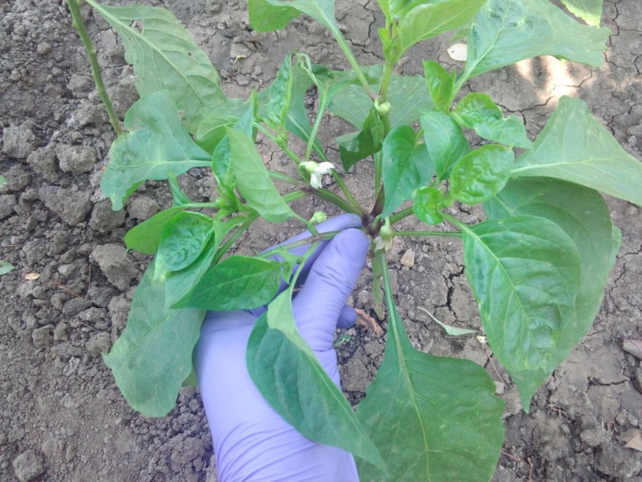 Пасынкование перца