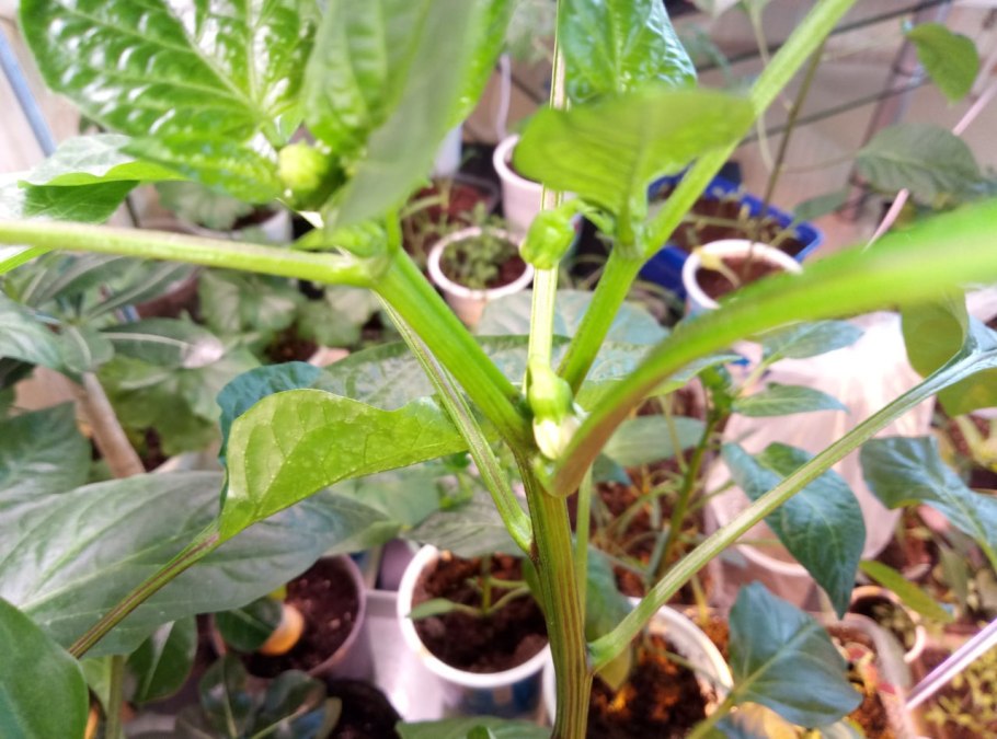 Пасынкование перцев