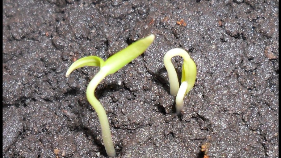 Соцветие перца