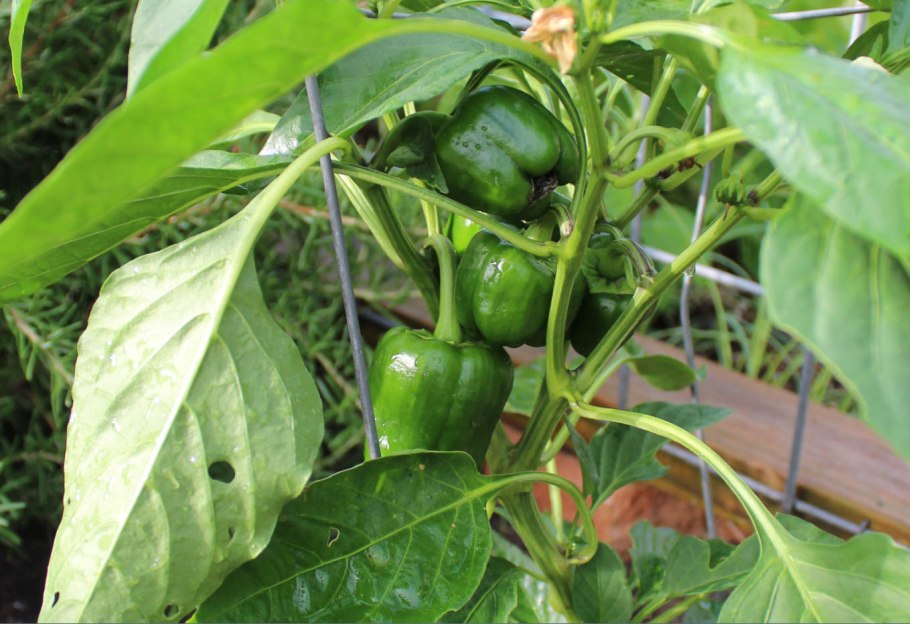 Перекормил рассаду перца