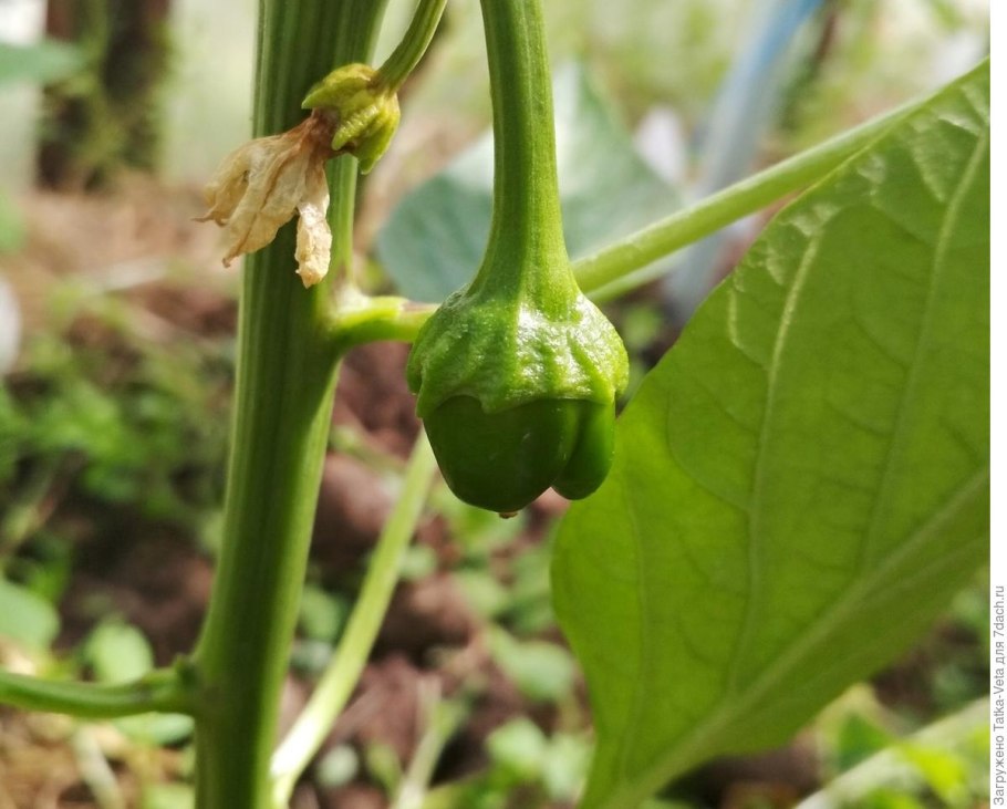 Болгарский перец завязи перца