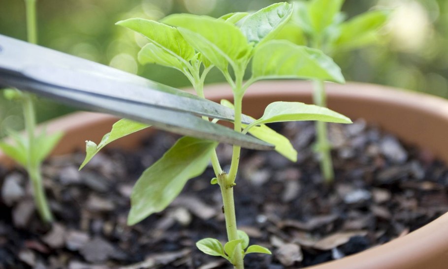 Схема подкормки рассады перца