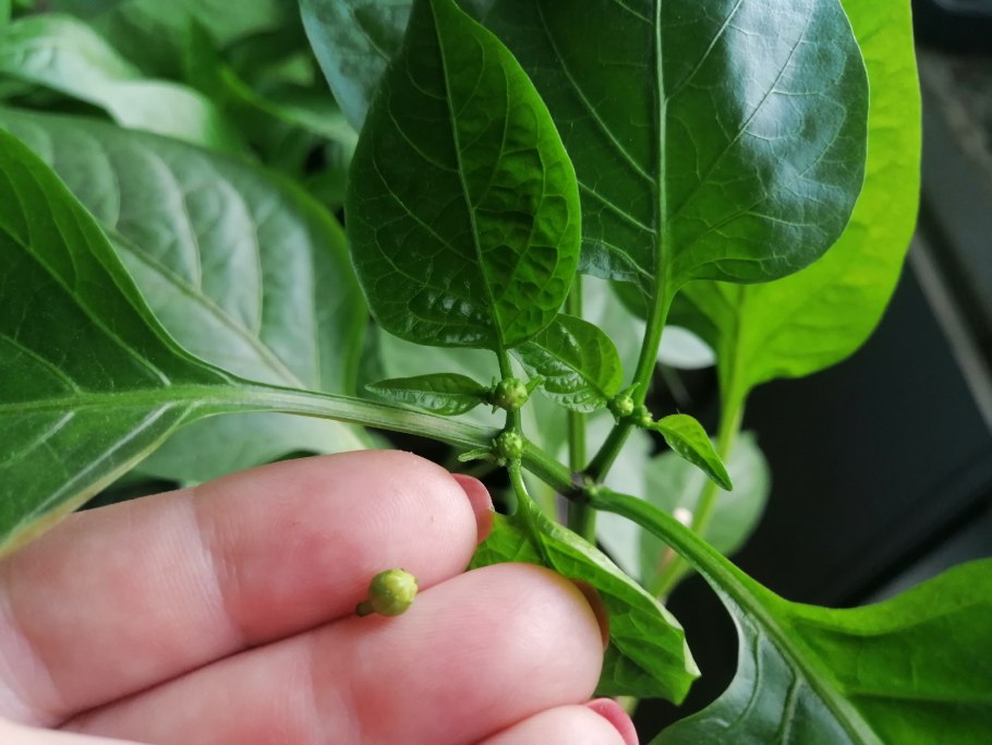 Стебель болгарского перца