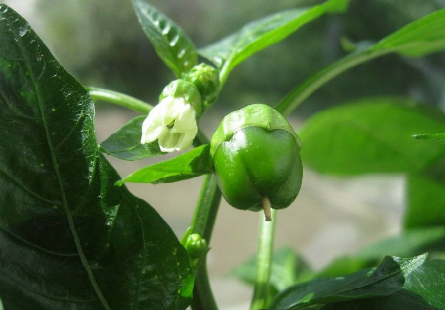 Пасынкование перца