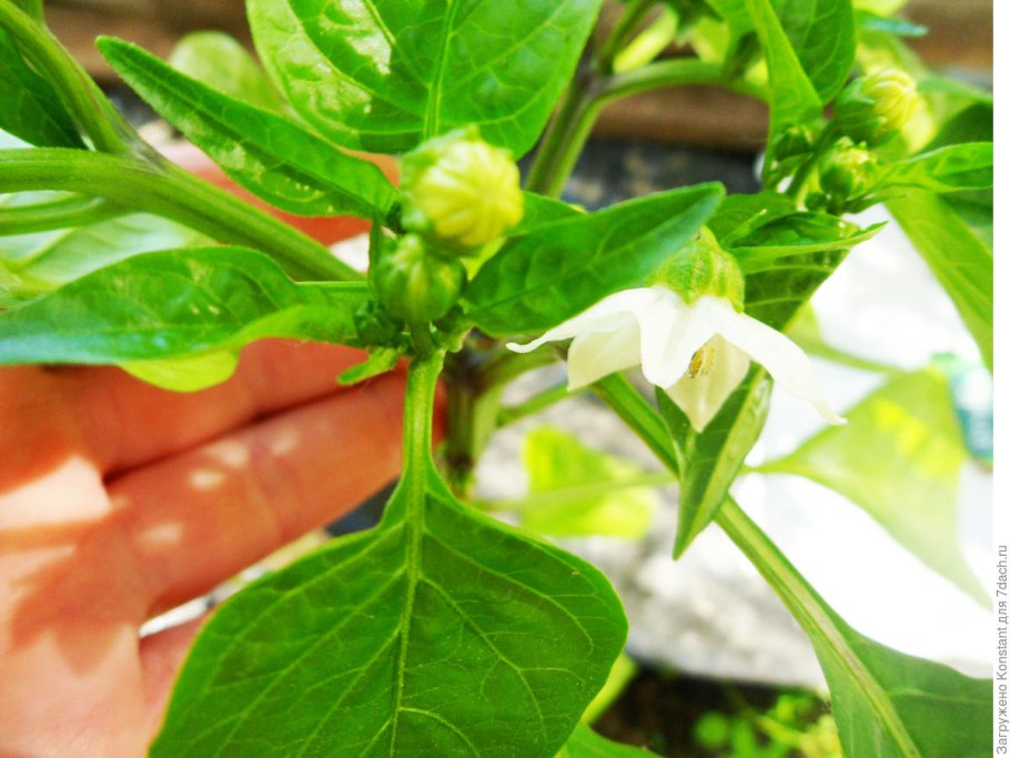 Плоды перца темнеют