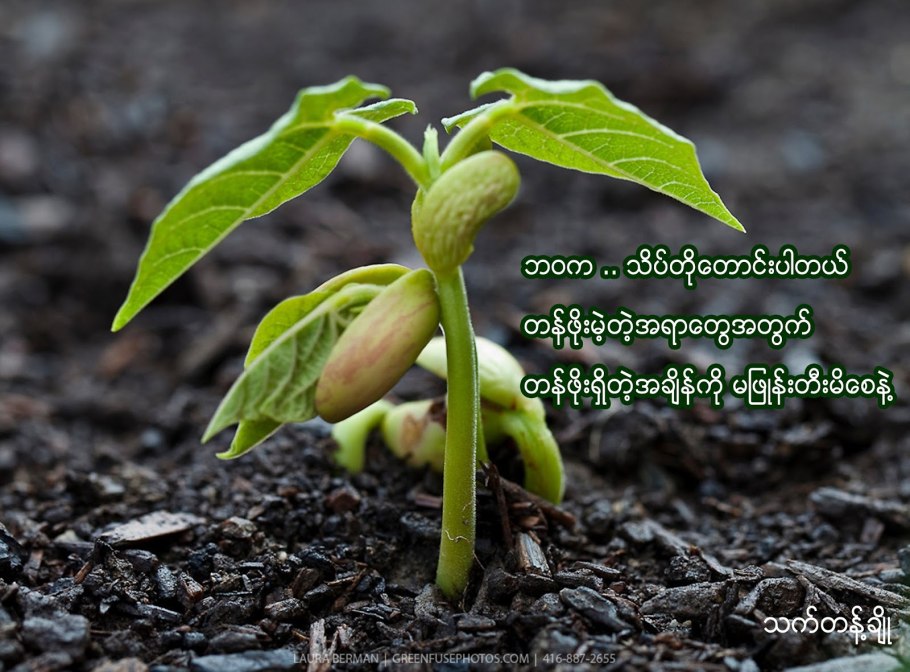 Всходы фасоли