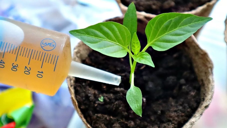 Цветут перцы в теплице