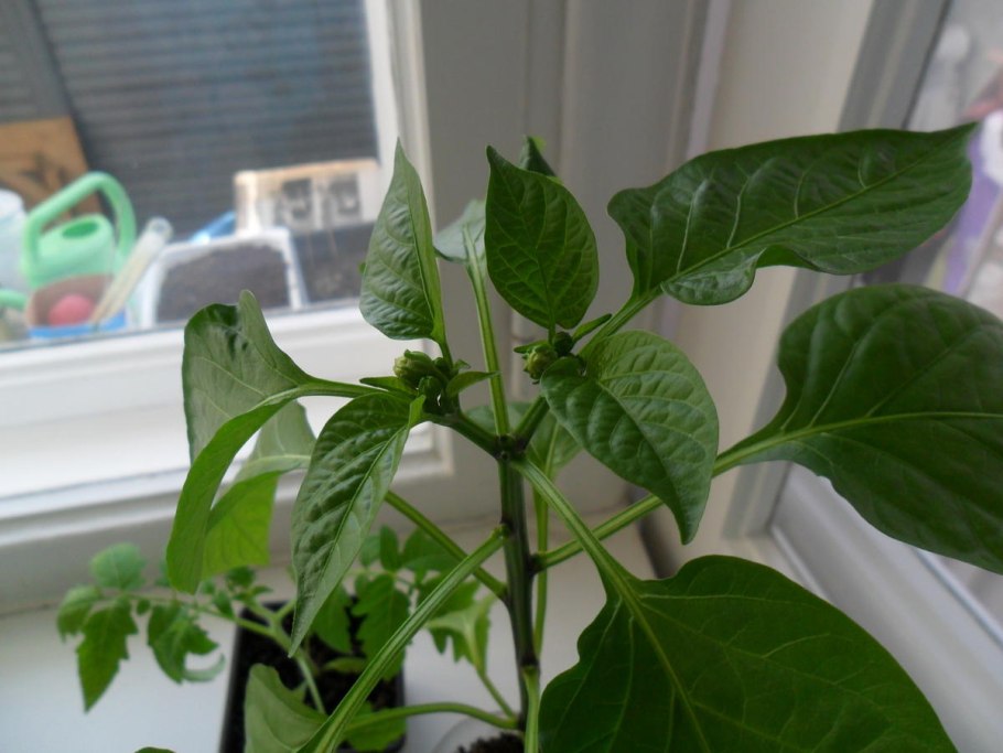 Пасынковать рассаду перца