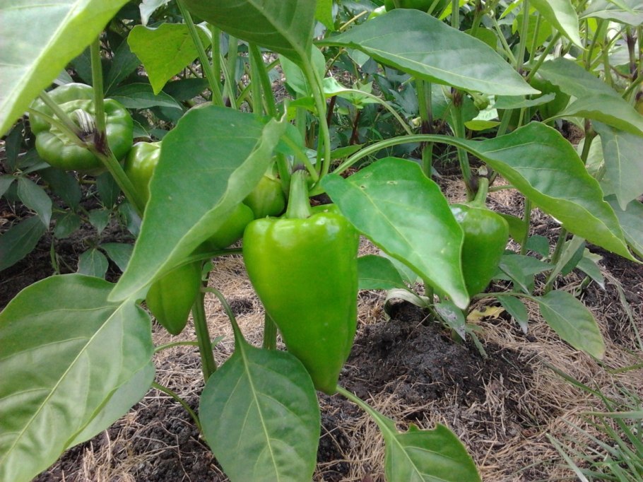 Пасынковать перец