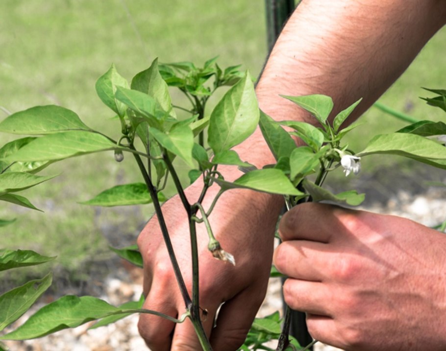 Болгарский перец завязи перца