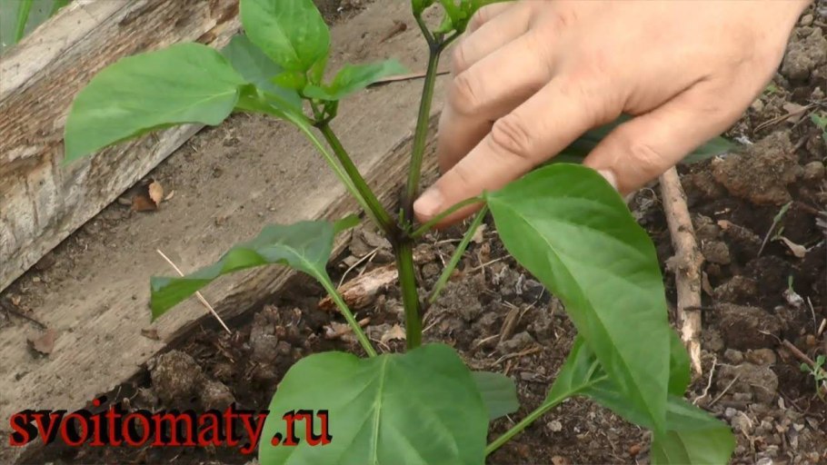 Завязь для перцев